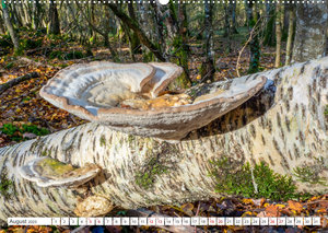 Pilze in den Herbstwäldern (Wandkalender 2023 DIN A2 quer)