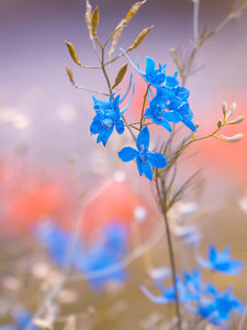 CALVENDO Puzzle Blaue Blumen - Wilder Rittersporn 1000 Teile Puzzle hoch