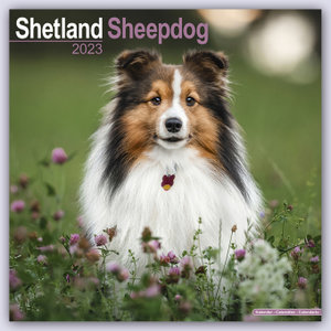 Shetland Sheepdog - Shelties 2023 - 16-Monatskalender