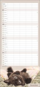 Katzen Familienplaner 2024. Ein praktischer Kalender mit 5 Spalten für Pläne, Termine und Notizen der ganzen Familie. Niedliche Katzenfotos in einem nützlichen Familienkalender.