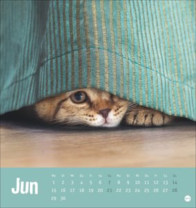 Tierisch entspannte Katzen Postkartenkalender 2026