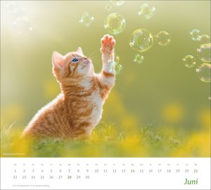 times&more Katzen Bildkalender 2026