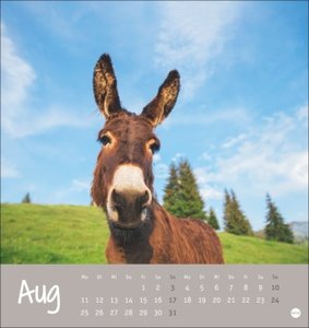 Esel Postkartenkalender 2025