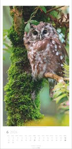 Im Wald Kalender 2026