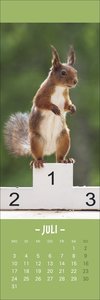 Eichhörnchen Lesezeichen & Kalender 2023