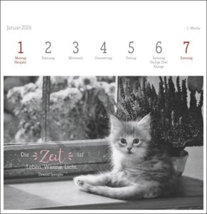 Wegler Katzen Weisheiten Premium-Postkartenkalender 2024. 53 Postkarten mit zauberhaften Katzenfotos und Zitaten in einem kleinen Kalender für Katzenfans. Zum Aufstellen.
