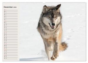 Wölfe. Verwegene Anmut (Wandkalender 2024 DIN A2 quer), CALVENDO Monatskalender