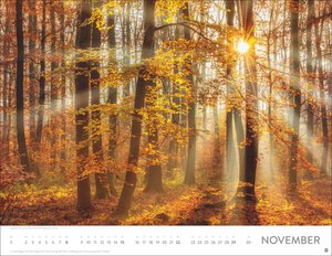 Schönheit des Waldes Posterkalender 2026