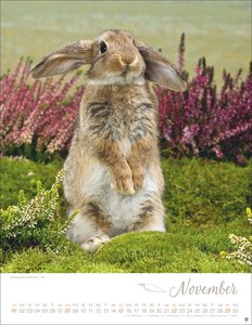 Kaninchenkinder Posterkalender 2026