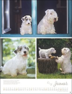 Hundekinder Posterkalender 2024 von Monika Wegler. Welpen-Fotos zum Dahinschmelzen in einem Wandkalender. Posterkalender mit Hundeporträts für alle Fans der Fellnasen.