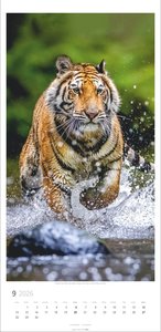 Big Cats Kalender 2026