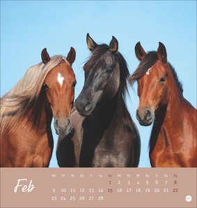 Pferde Postkartenkalender 2026