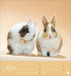 Süße Kaninchen Postkartenkalender 2026