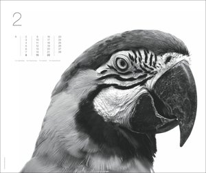 Black & White Animals 2026