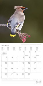 Vögel 2023 - Broschürenkalender 30x30 cm (30x60 geöffnet) - Kalender mit Platz für Notizen - Birds - Bildkalender - Wandkalender - Vogelkalender
