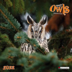 Magic Owls  2022