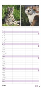 Whiskas Familienplaner 2024. Praktischer Kalender für Familien mit Katzenfotos zum Dahinschmelzen. Terminkalender für die Wand mit 5 Spalten und viel Raum für Planung. Familienkalender 2024.