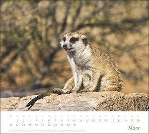 times&more Erdmännchen Bildkalender 2022
