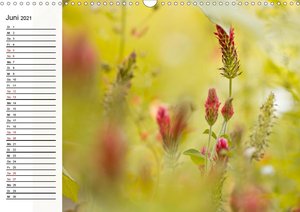 Blütenzauber in Rot (Wandkalender 2021 DIN A3 quer)
