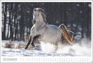 Pferde Meine Freunde Kalender 2023. Ein großer Wandkalender mit spektakulären Pferdefotos von Sabine Stuewer. Das Großformat bringt die edlen Tiere bestens zur Geltung.