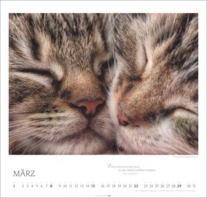 Katzen - Diven auf Samtpfoten 2026