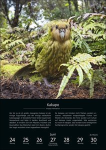 EinzigARTig Wochen-Kulturkalender 2024. 53 bedrohte Tierarten. Eindrucksvoller Fotokalender als Wand-Wochenplaner. Mit Infos zu Lebensweise & Artenschutz
