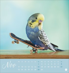 Freche Wellensittiche Postkartenkalender 2026