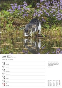 Katzen Wochenplaner. Wandkalender 2023 mit Platz für Notizen und vielen süßen Katzenfotos. Tierkalender 2023 mit praktischer Wochenansicht. Hochformat 25x36 cm