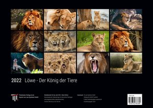 Löwe - Der König der Tiere 2022 - Black Edition - Timokrates Kalender, Wandkalender, Bildkalender - DIN A3 (42 x 30 cm)