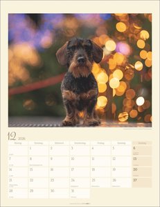 Dackel Kalender 2026