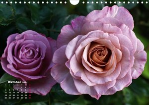 Zauberhafter Rosenreigen (Wandkalender 2021 DIN A4 quer)