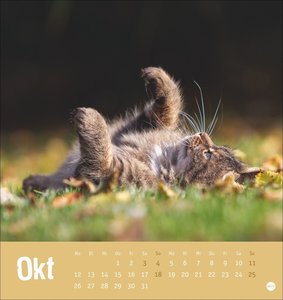 Tierisch entspannte Katzen Postkartenkalender 2026