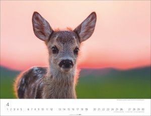 Heimische Wildtiere 2026
