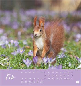 Eichhörnchen Postkartenkalender 2026