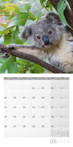 Koalas Kalender 2024 - 30x30