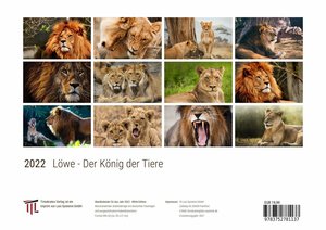 Löwe - Der König der Tiere 2022 - White Edition - Timokrates Kalender, Wandkalender, Bildkalender - DIN A4 (ca. 30 x 21 cm)