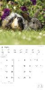 Tierfreundschaften 2023 - Broschürenkalender 30x30 cm (30x60 geöffnet) - Kalender mit Platz für Notizen - Animal Friendships - Bildkalender - Planer