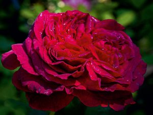 CALVENDO Puzzle Englische Rose im Garten 1000 Teile Puzzle quer