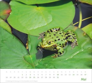 times&more Heimische Tiere Bildkalender 2026