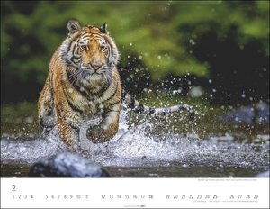 Tiger Kalender 2024. Die majestätischen Großkatzen in einem großen Wand-Kalender. Hochwertiger Fotokalender mit Porträts der verschiedenen Tigerarten. 44x34 cm Querformat