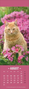 Katzen Lesezeichen & Kalender 2026