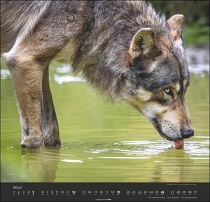 Wölfe. Tierkalender 2023 mit Wolf-Fotos vom bekannten Fotografenpaar Jean-Louis Klein und Marie-Luce Hubert. Foto-Wandkalender mit eindrucksvollen Wolf-Aufnahmen. 48x46cm
