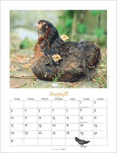Der Hühnerkalender 2026