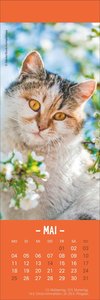 Katzen Lesezeichen & Kalender 2026
