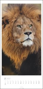 Big Cats Kalender 2022