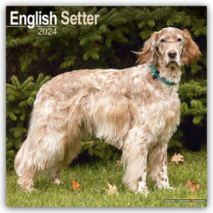 English Setter - Englisch Setter 2024 - 16-Monatskalender