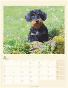 Dackel Kalender 2026