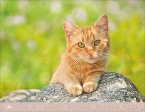 Monika Wegler: Katzenkalender 2026