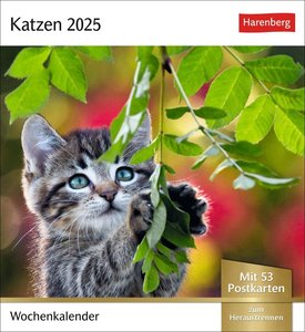 Katzen Postkartenkalender 2025