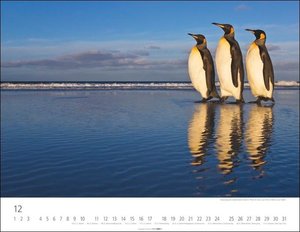 Pinguine Kalender 2023